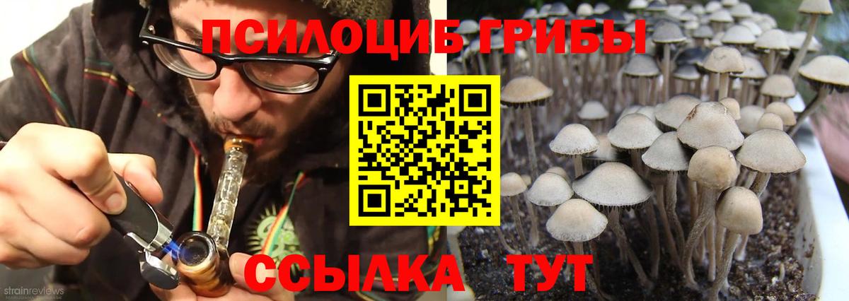 Кузнецк  Галлюциногенные грибы Cubensis  Вход с VPN 
